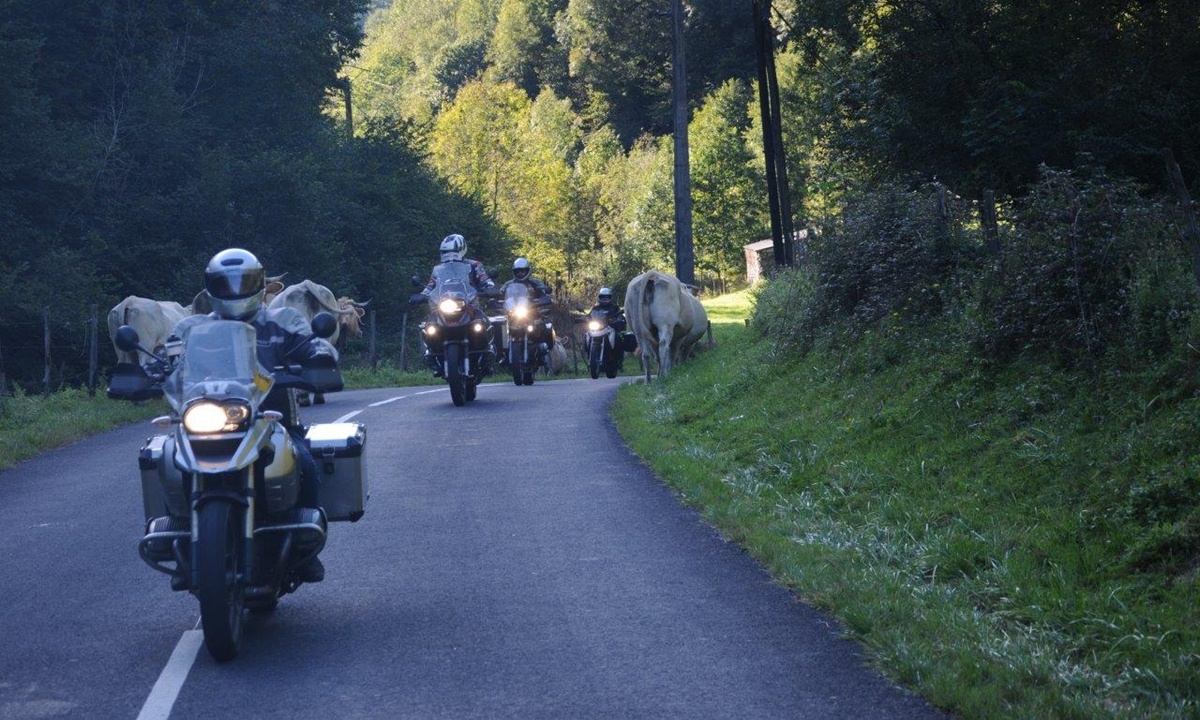 einige Motorraeder fahren hintereinander eine schmale Strasse entlang; am rechten Strassenrand steht eine Kuh und grasst