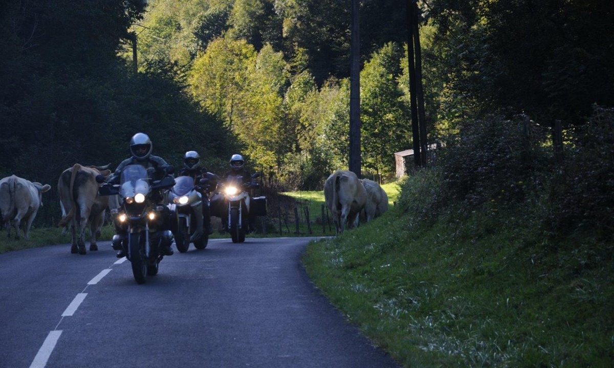 einige Motorraeder fahren hintereinander eine schmale Strasse entlang; am rechten Strassenrand steht eine Kuh und grasst