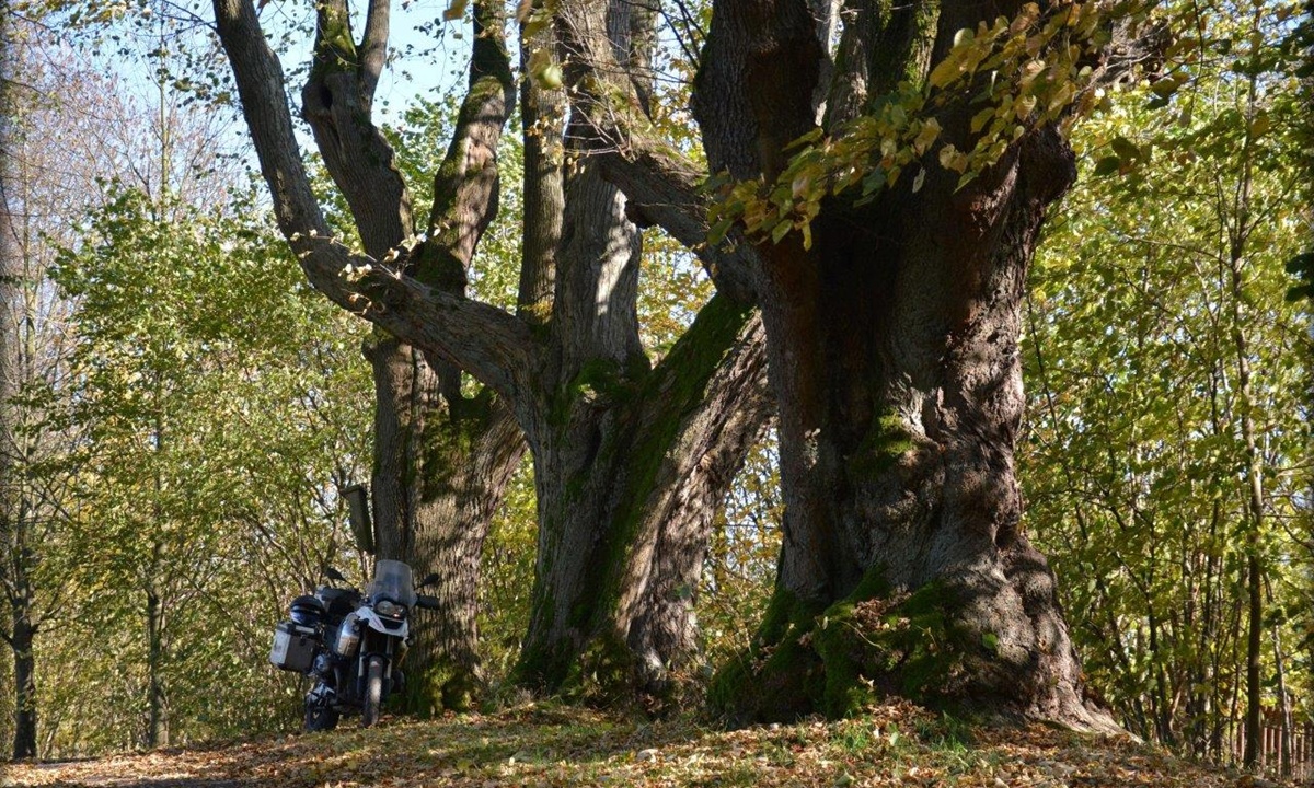 ein Motorrad steht neben drei alten grossen Baeumen, deren Blaetter herbstlich verfaerbt sind