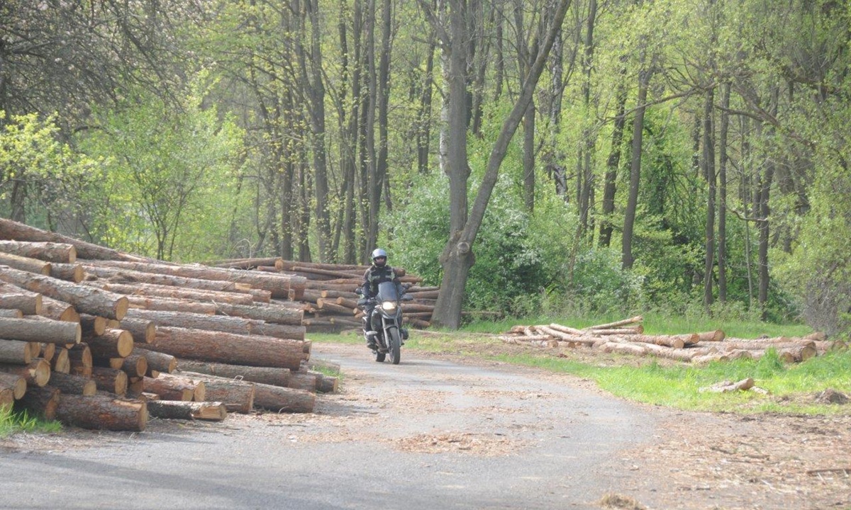Ein Motorrad faehrt zwischen grossen Stapeln mit gefaellten Baumstaemmen hindurch