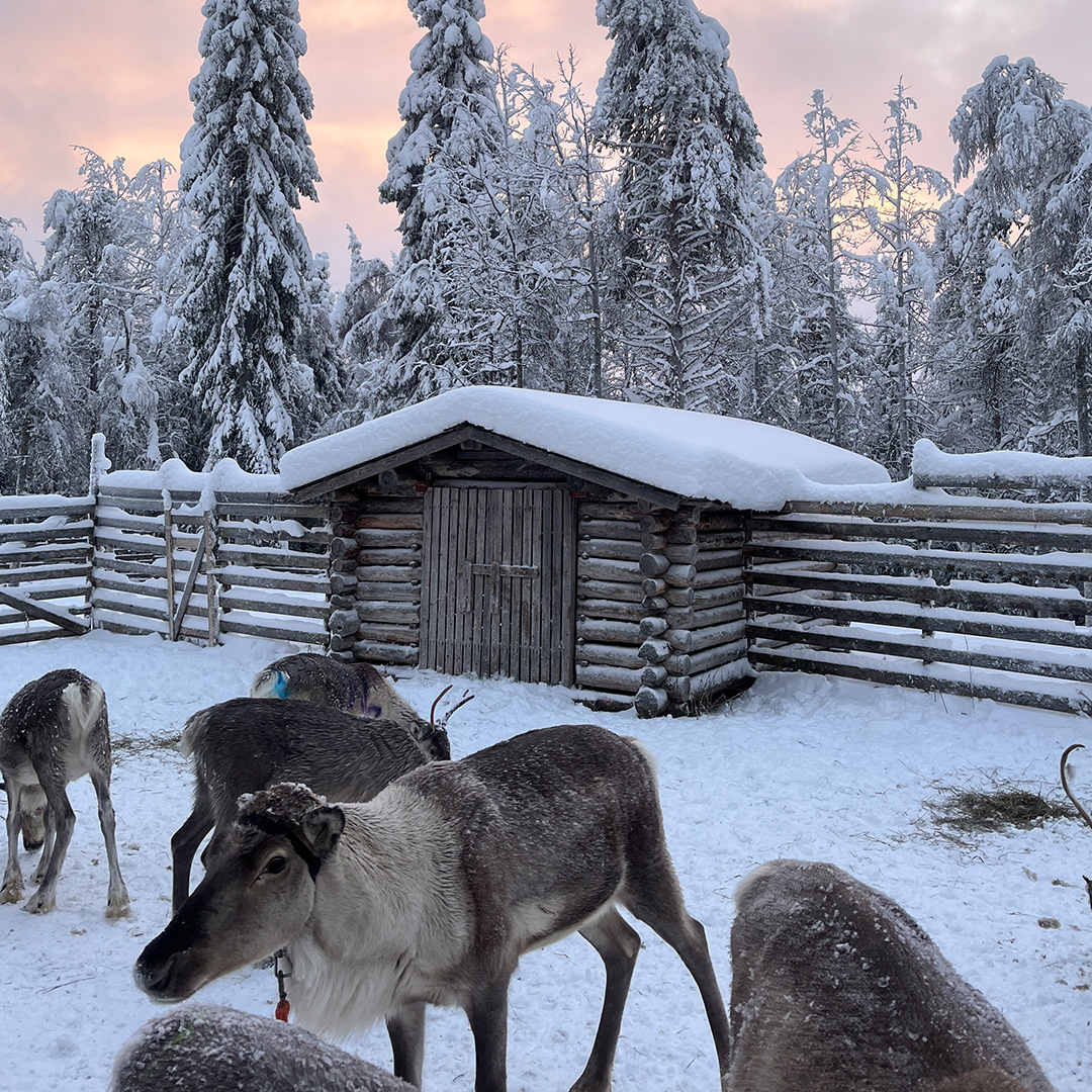 Rentiere auf einer Rentierfarm in der verschneiten Winterlandschaft Lapplands