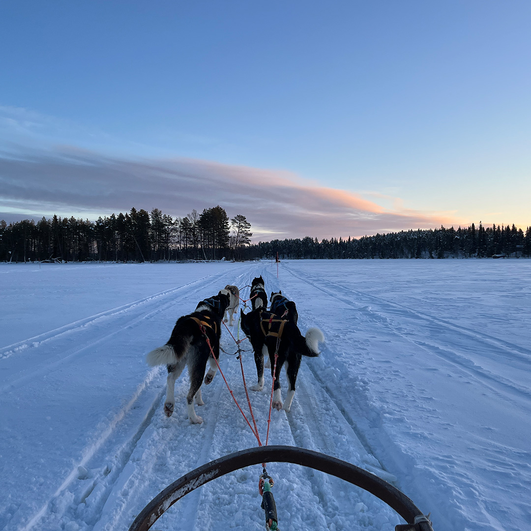 POV-Aufnahme eines Reisenden der auf einem Hundeschlitten durch die winterliche Schneelandschaft Lapplands faehrt